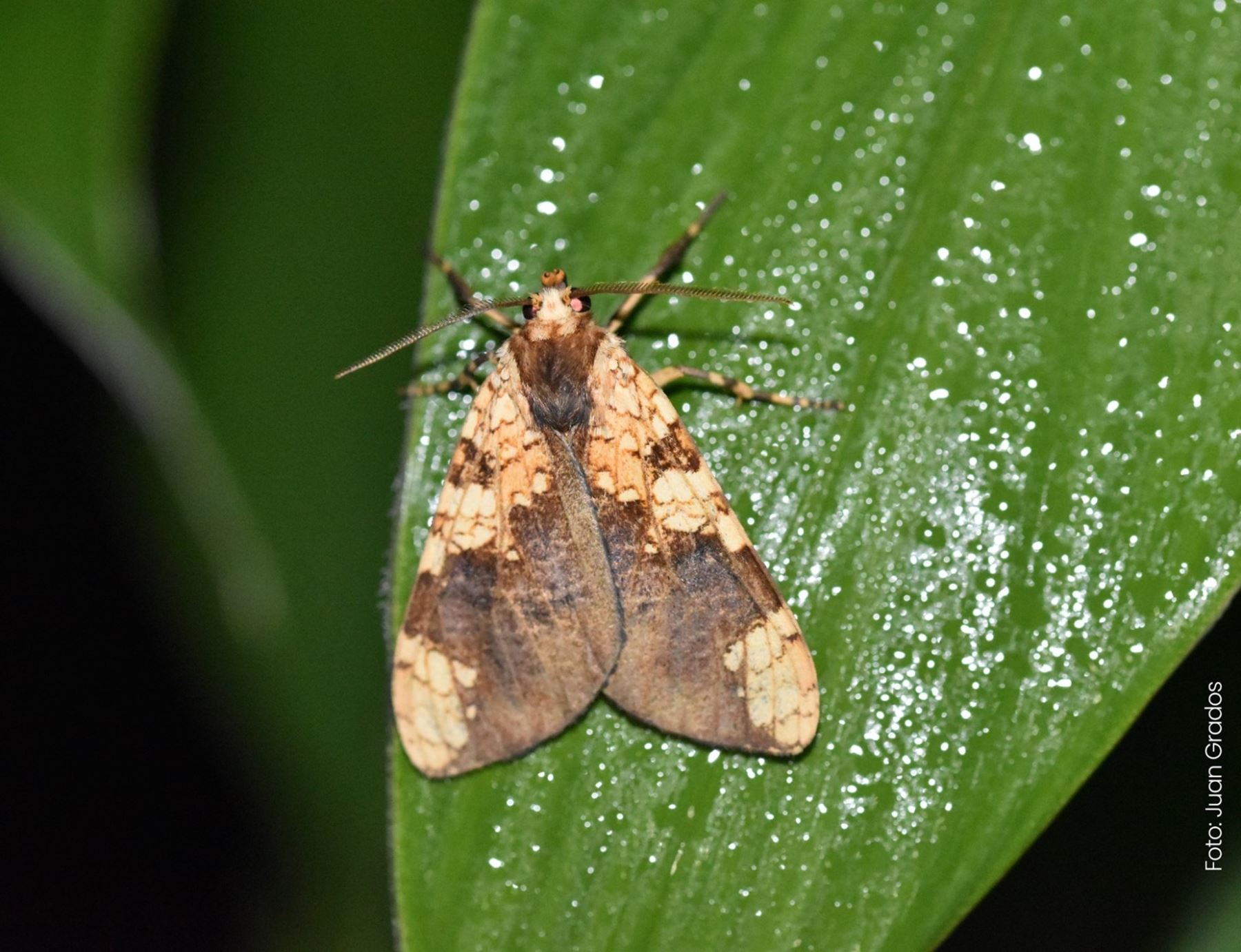 ¡fabuloso! Descubren Una Nueva Especie De Mariposa En Santuario 