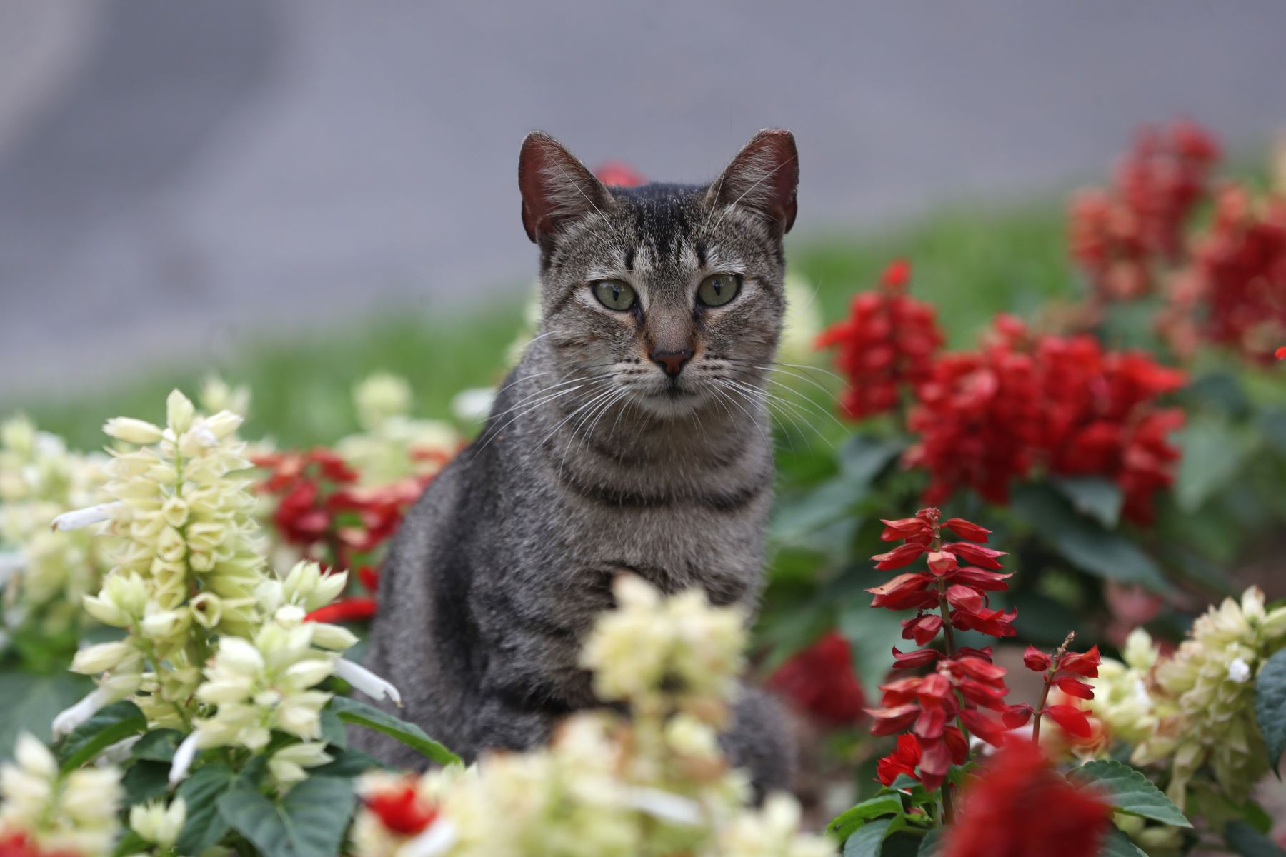 Hoy es el Día Internacional del Gato¿Por qué tiene tres celebraciones